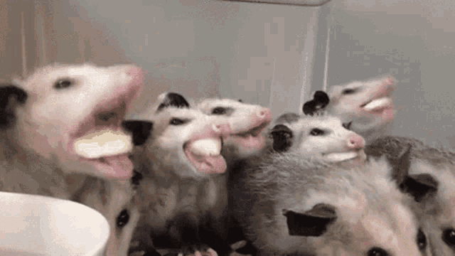 Opossums Eating GIF - Opossums Eating Banana GIFs
