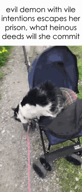 a cat in a stroller with a caption that says evil demon with vile intentions