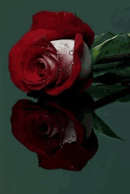 a close up of a red rose with water drops on it and its reflection in the water .