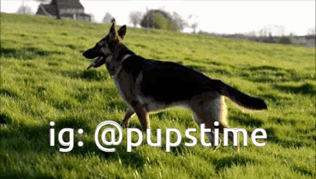 a german shepherd standing in a grassy field with ig @pupstime written below it