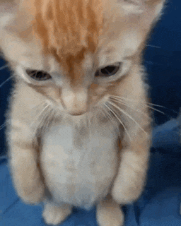 a kitten is standing on its hind legs looking at the camera