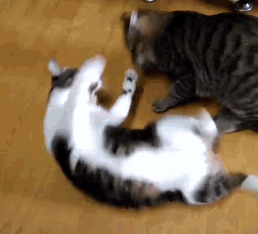Cat Fight GIF