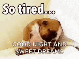 a dog is laying on a bed with the words `` so tired ... good night and sweet dreams '' written on it .
