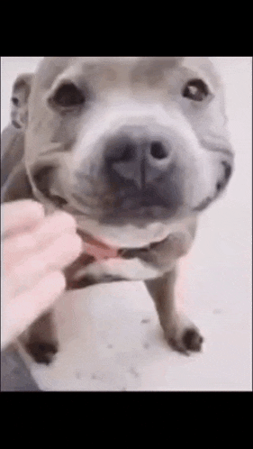Pitbull Dog GIF - Pitbull Dog GIFs
