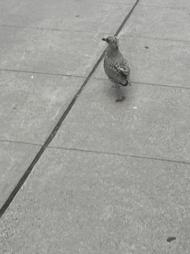 a seagull walking on a sidewalk with a black line between the tiles