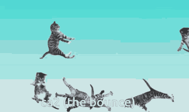 Cat Bounce Cat GIF - Cat Bounce Cat Ca GIFs