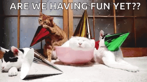 Party Cats Fun GIF - Party Cats Fun GIFs
