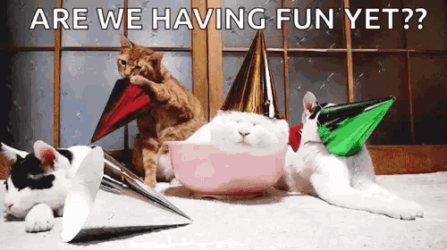 a group of cats wearing party hats are laying on the floor