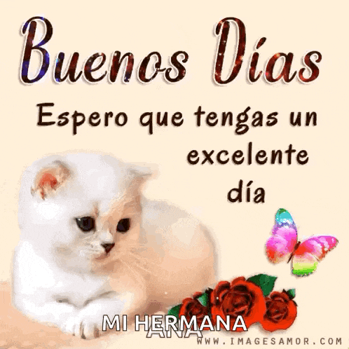 a white cat is laying next to roses and a butterfly with the words buenos dias espero que tengas un excelente dia