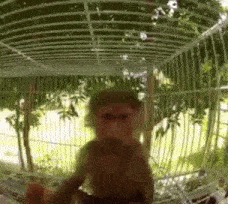 a monkey is sitting in a cage in a zoo .