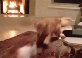 Excited Dog GIF - Dogs Attach Chase GIFs