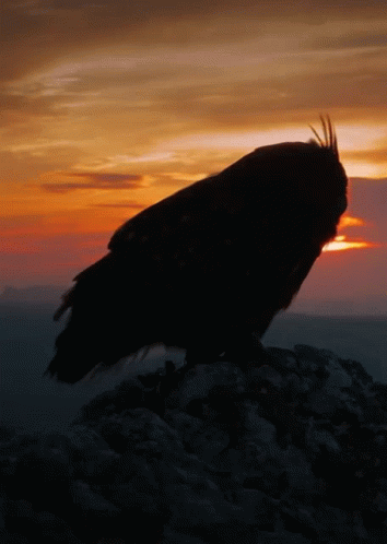 Owl Silhouette GIF - Owl Silhouette Sunset GIFs