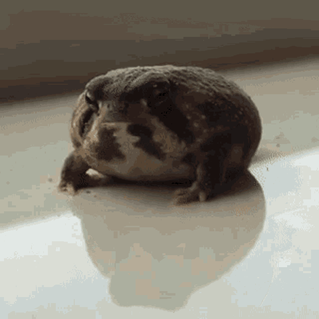 a frog is sitting on a white surface and looking at the camera