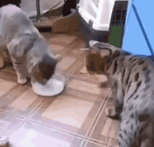 Milk Cats GIF - Milk Cats GIFs