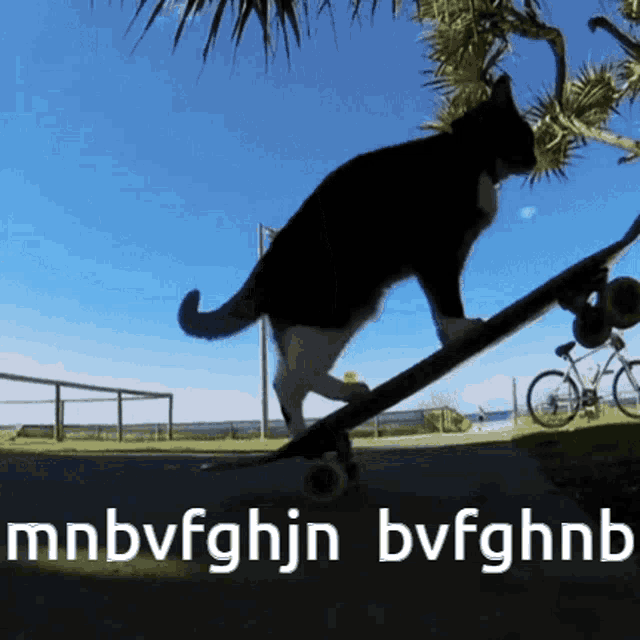 a cat riding a skateboard with the words mnbvfghjn bvfghnb written below it