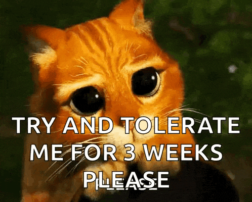a sad cat with the words try and tolerate me for 3 weeks please written below it