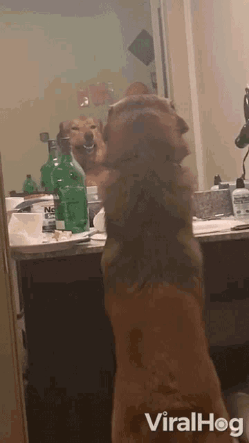 Looking At The Mirror Reflection GIF - Looking At The Mirror Reflection Shocked GIFs