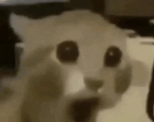 a close up of a cat 's face with big eyes .