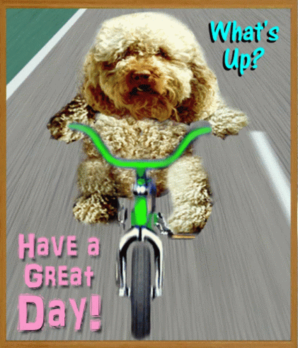 Happy Dog GIF - Happy Dog Bike GIFs