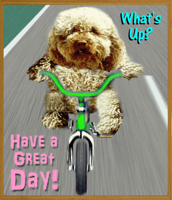 a picture of a dog riding a bike with the words " what 's up have a great day "