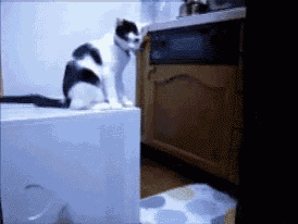 a black and white cat sitting on top of a white box in a kitchen