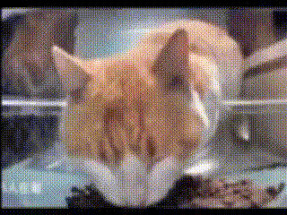 Cat Fnaf GIF - Cat Fnaf Fnaf 4 GIFs