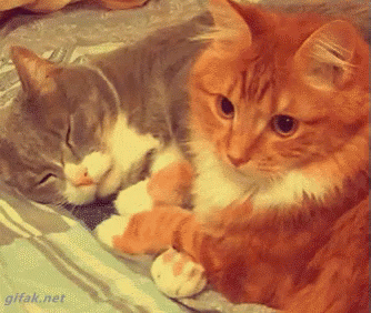 Cat Hugs GIF - Cat Hugs Snuggle GIFs