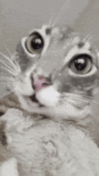 a close up of a cat with a surprised look on its face and a cookie in its mouth