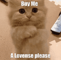a cat is standing on its hind legs with the words buy me a lovense please