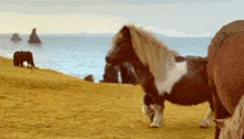 a group of horses are standing on a hill near the ocean .
