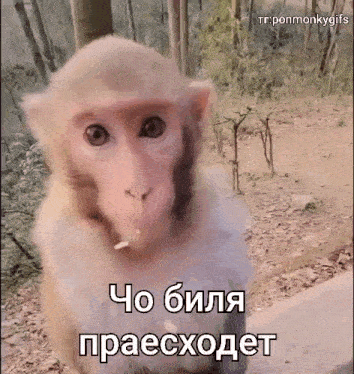 пон Monkey GIF - пон Monkey Pon GIFs