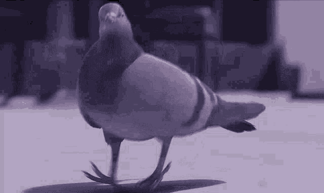 Dancing Pigeon GIF - Dancing Pigeon GIFs
