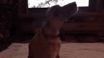 a dog is sitting on a blanket in front of a television .