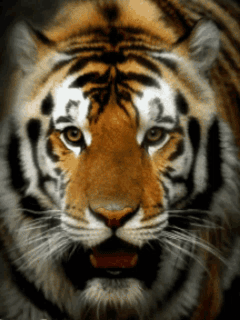 a close up of a tiger looking at the camera