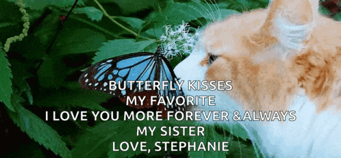 a cat is looking at a blue butterfly with the words " butterfly kisses my favorite i love you more forever & always " below it