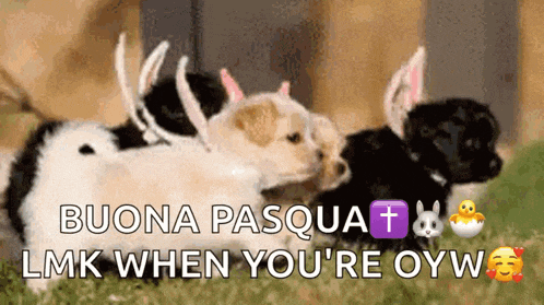 a bunch of puppies wearing bunny ears with the words buona pasquat lmk when you 're oyw