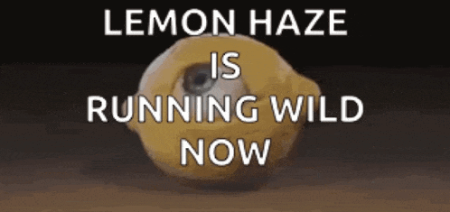 a lemon with an eye on it and the words `` lemon haze is running wild now ''