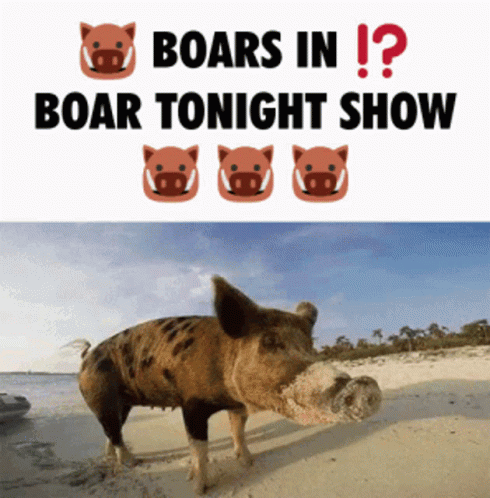 Boar Boars GIF - Boar Boars Jimmy Fallon GIFs