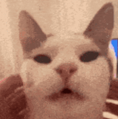 a close up of a cat 's face with its mouth open