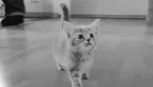 Meow GIF - Meow Kitty Kitten GIFs
