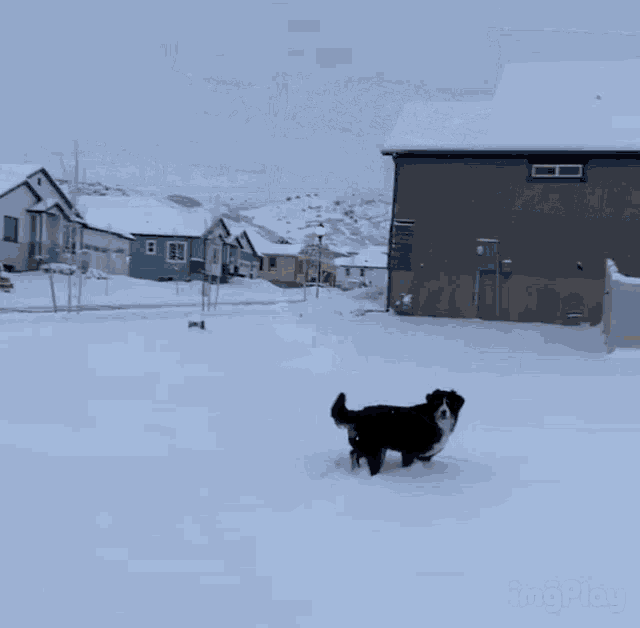 a dog running in the snow with imgplay written on the bottom right