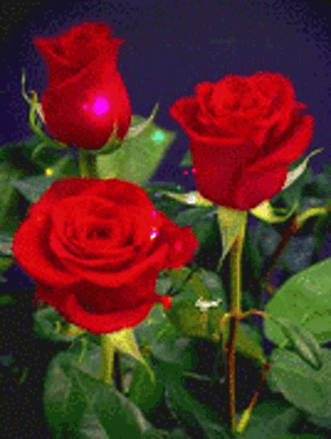 three red roses are surrounded by green leaves on a dark blue background