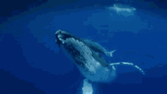 a humpback whale is swimming in the ocean and looking at the camera .