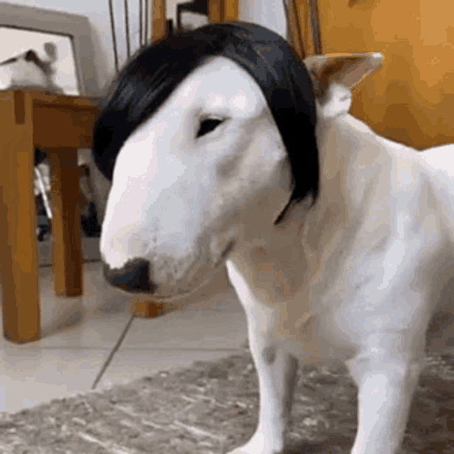 a bull terrier wearing a wig is standing on a rug in a living room .