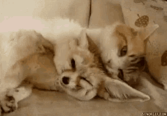 Cat Fenec Fox Lick Cat GIF