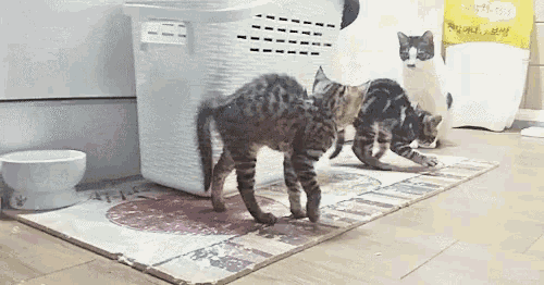 three cats are playing on a rug next to a laundry basket