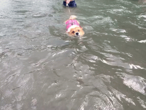 Dogs Corgi Swimming GIF - Dogs Corgi Swimming Lambo GIFs
