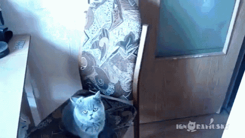 a cat sits on an ironing board with ign ramuska written on the bottom