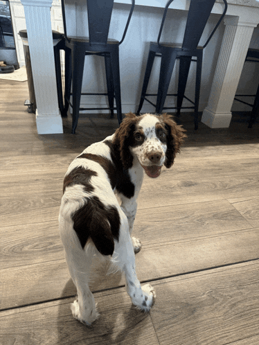 a brown and white dog standing on a wooden floor with its mouth open