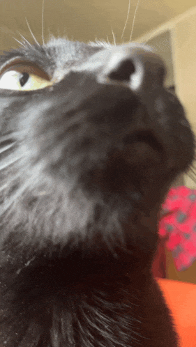 a close up of a black cat 's face with a yellow eye